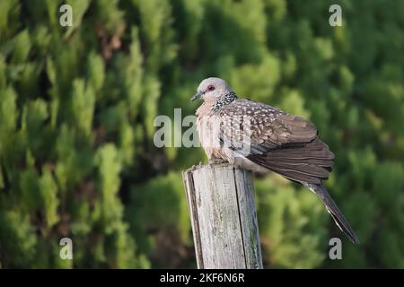 A shallow focus shot of a Scaled Dove bird perched on a wooden post Stock Photo