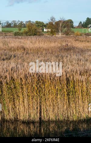 View over pond & reedbeds at Sculthorpe Moor Nature Reserve, Norfolk. From Scrape Hide 1, Also known as Victors Hide. Stock Photo