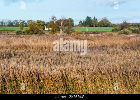 View over reedbeds at Sculthorpe Moor Nature Reserve, Norfolk. From Scrape Hide 1, Also known as Victors Hide. Stock Photo