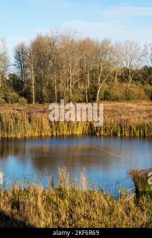 View over pond & reedbeds at Sculthorpe Moor Nature Reserve, Norfolk. From Scrape Hide 1, Also known as Victors Hide. Stock Photo