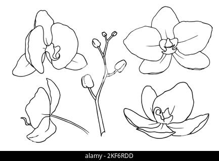 Flowers Orchid Phalaenopsis. Vector hand drawn floral illustration of tropical plant in line art style. Outline sketch in black and white colors on isolated background. Botanical contour drawing. Stock Vector