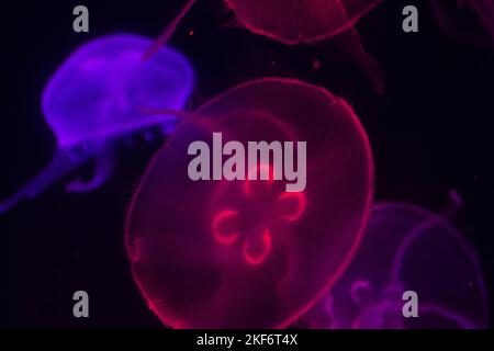 The close-up view of Aurelia aurita fishes swimming and illuminating in the darkness Stock Photo