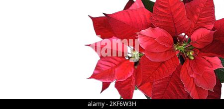 Christmas card with poinsettia flower isolated on white background Stock Photo