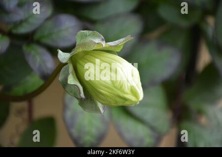 Close up of Cup-and-Saucer flower bud (Cobaea scandens) Stock Photo