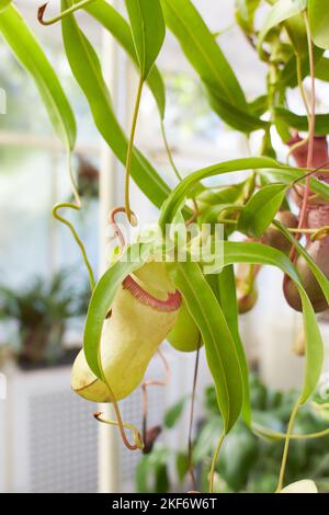 Red flowers of Carnivorous, Nepenthes ‘St.Pacificus, Nepenthes Ventrata in the garden. Summer and spring time Stock Photo