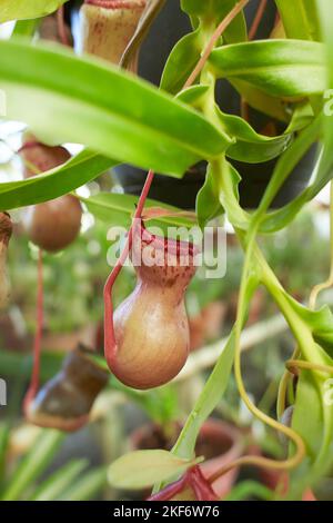 Red flowers of Carnivorous, Nepenthes ‘St.Pacificus, Nepenthes Ventrata in the garden. Summer and spring time Stock Photo