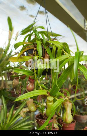 Red flowers of Carnivorous, Nepenthes ‘St.Pacificus, Nepenthes Ventrata in the garden. Summer and spring time Stock Photo