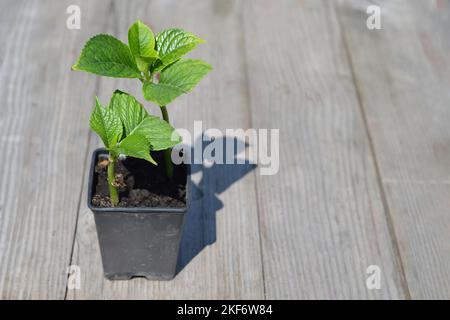 Propagating hydrangea from stem cuttings Stock Photo