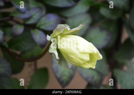 Cup-and-Saucer Vine (Cobaea scandens) Stock Photo