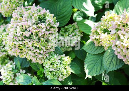 Hydrangea flowers in autumn garden. Hydrangea macrophylla background Stock Photo