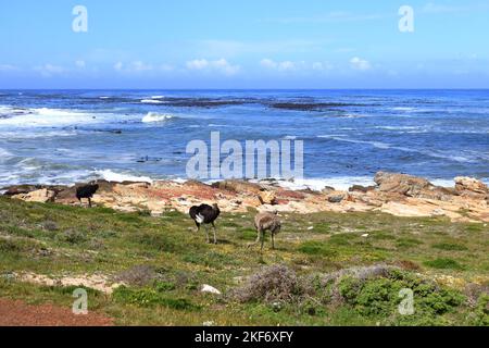 common ostriches on pebble beach of Cape of Good Hope Nature Reserve in Cape Peninsula National Park, South Africa Stock Photo