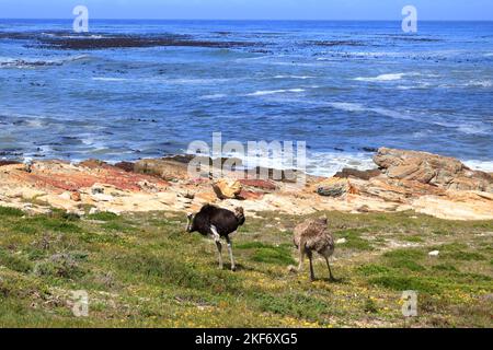 common ostriches on pebble beach of Cape of Good Hope Nature Reserve in Cape Peninsula National Park, South Africa Stock Photo