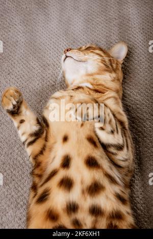 Charming Bengal cat sleeps soundly on a blanket. Vertical shot. Stock Photo