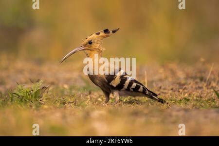 Common hoopoe or African hoopoe, Eurasian hoopoe, Madagascar, Saint
