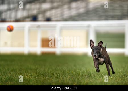Italian Greyhound - brown in colour, chasing an ornage ball at speed Stock Photo
