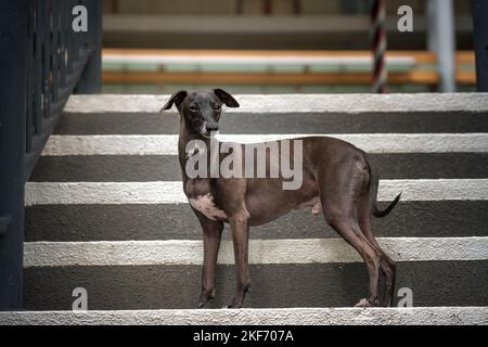 Italian Greyhound - brown in colour, standing on the stairs and looking directly at the camera Stock Photo
