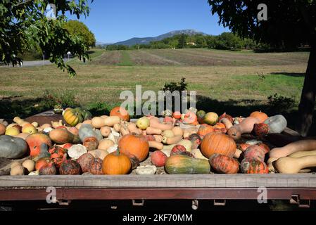 Display of Pumpkins, Squash and Gourds including Butternut Squash and Musquée de Provence for Sale on Roadside Provence France Stock Photo