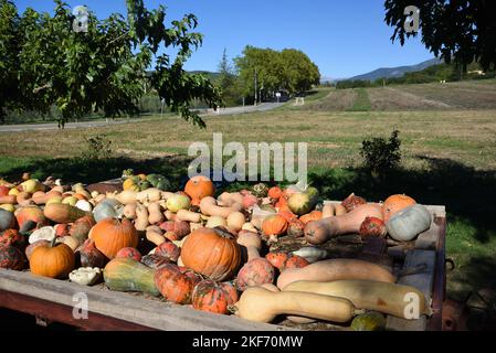 Display of Pumpkins, Squash and Gourds including Butternut Squash and Musquée de Provence for Sale on Roadside Provence France Stock Photo