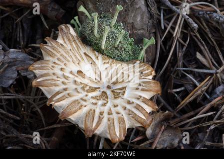 Trumpet Cup Lichen, Cladonia fimbriata, & Pattern of Old Cap of Poplar Mushroom, Agrocybe aegerita, Growing at Base of Pine Tree Stock Photo