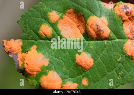 Rust fungus on leaf of plum tree or Fruit Tree Leaf Infected by Leaf Fungus Stock Photo