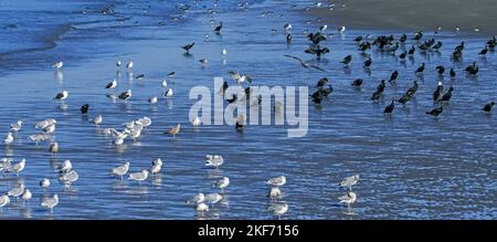 Flock of great cormorants, European herring gulls and other seagulls and wading birds resting on sand beach along the North Sea coast in autumn / fall Stock Photo