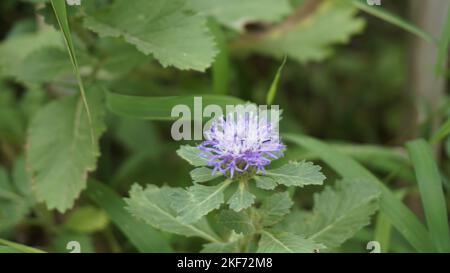 Closeup of beautiful flowers of Centratherum punctatum also known as lark daisy and Brazilian Button Flower. Stock Photo