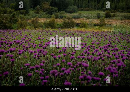 Wild meadow in Iceland, full of blooming purple thistle flowers. Stock Photo