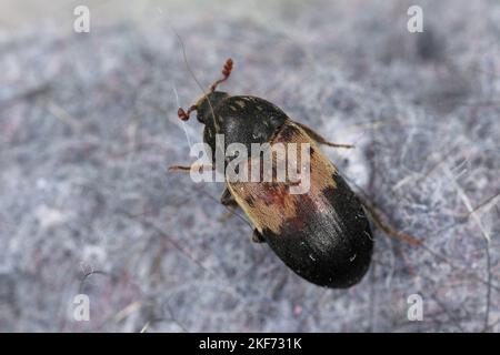 Dermestes lardarius, commonly known as the larder beetle from the family Dermestidae a skin beetles. Stock Photo