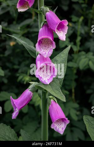 Close-up of pink common foxglove (Digitalis) flowers. Stock Photo