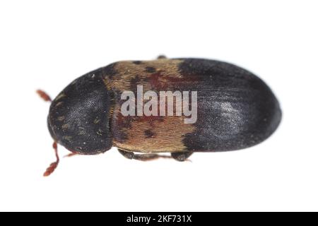 Dermestes lardarius, commonly known as the larder beetle from the family Dermestidae a skin beetles. Stock Photo