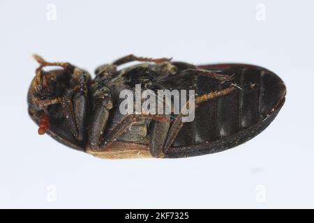 Dermestes lardarius, commonly known as the larder beetle from the family Dermestidae a skin beetles. Stock Photo