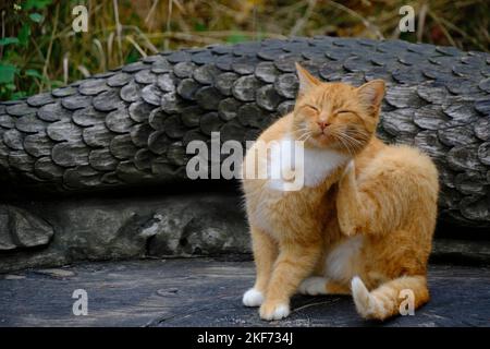 Red haired cat scratches his ear sitting wooden, carved bench Stock Photo
