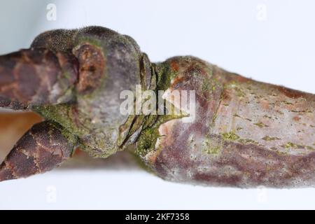 Aphid egg overwintering at the base of buds on a thin branch of a cherry tree. Stock Photo