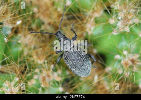 Beetle of Otiorhynchus, sometimes Otiorrhynchus on a cactus. Many of them e.i. black vine weevil (O. sulcatus) or strawberry root weevil (O. ovatus. Stock Photo