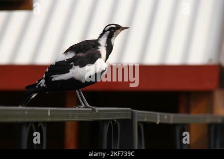 magpie in perth in australia Stock Photo