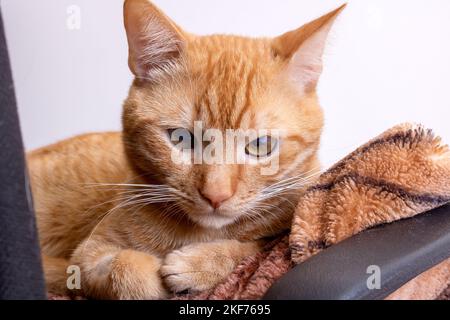 Red cat with a judgmental arrogant look close up Stock Photo