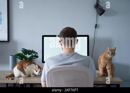Young engineer man gray in t-shirt. Cheerful caucasian male freelance software developer sitting at working place in home office hardly working using computer with two tabby cats sitting on a table Stock Photo