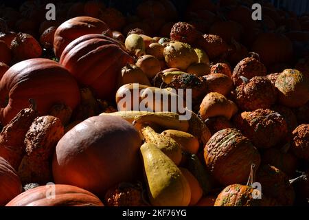 Orange pumpkins in the sun flash Stock Photo