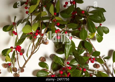 Hawthorn Tree branches with Oak branch and Acorns would make a good table decoration for Thanksgiving dinner! Stock Photo