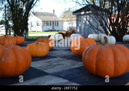 Pumpkins on the table in the garden Stock Photo