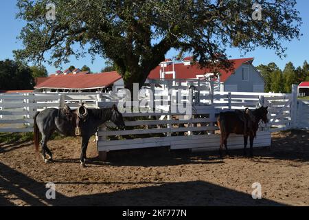 Two horses are standing near the tree in the historical ranch in Texas Stock Photo