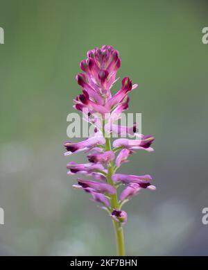 Pink bloom of Fumaria officinalis L.. Used in infusion as a diuretic and laxative. Stock Photo