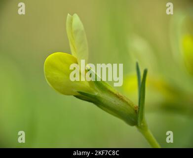 Macro detail of Tetragonolobus Scop flower. Lotus maritimus yellow flower. Stock Photo