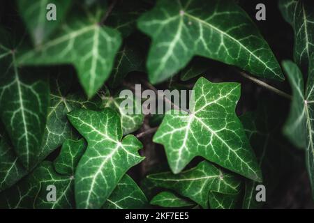 Close-up on some green ivy leaves climbing on a tree Stock Photo