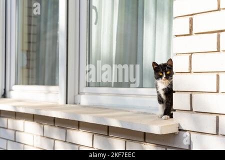 Portrait of a cat sitting outside on a window sill Stock Photo