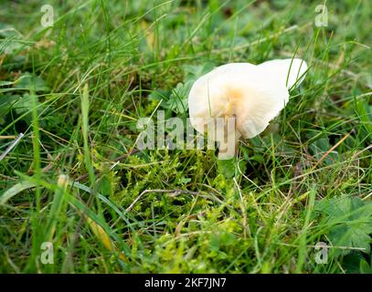 detailed close-up of a Marasmius oreades, also known as the fairy ring mushroom or fairy ring champignon Stock Photo