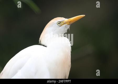 Mittelreiher / Yellow-billed egret / Ardea intermedia Stock Photo