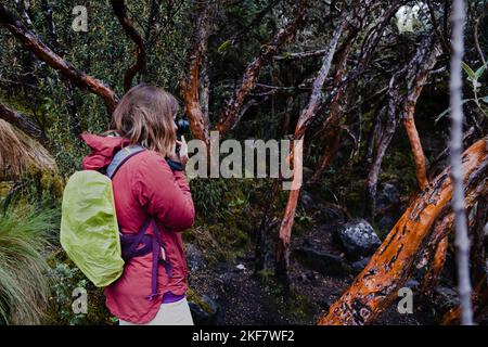 A female photographer taking a picture in a paper tree forest endemic to the highlands of the tropical Andes. Cajas National Park, Ecuador. Stock Photo