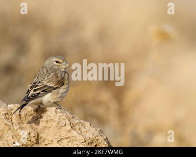 Linnet, Linaria cannabina, single bird on rock, Jordan, October 2022 Stock Photo