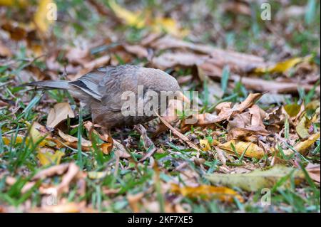 Yellow-billed babbler or Argya affinis perches on the ground Stock Photo